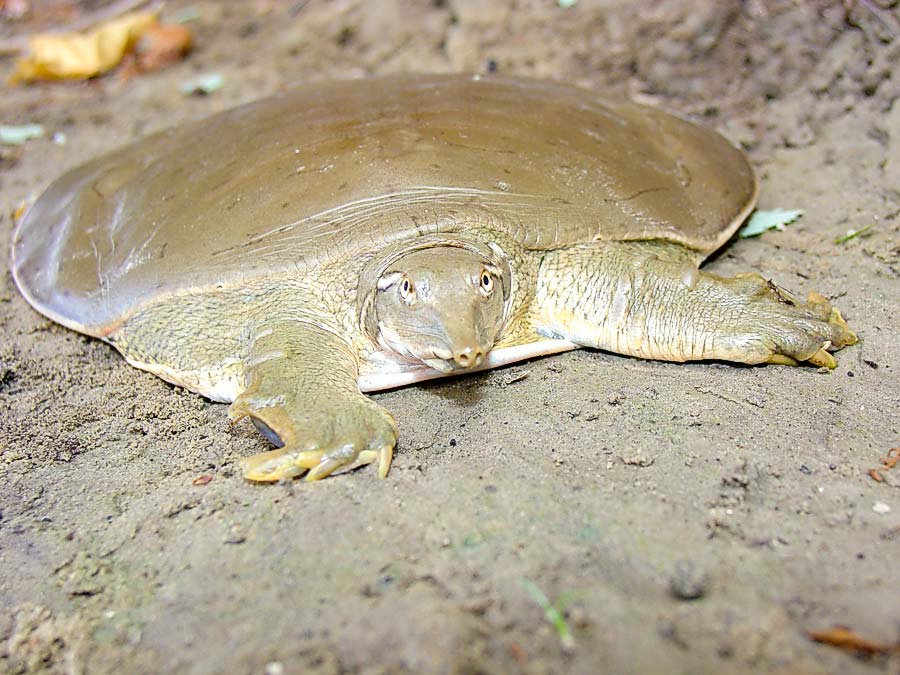 Soft Shell Turtles